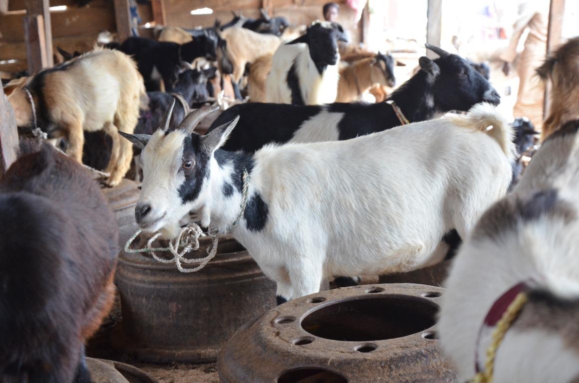 Goats gathered at a livestock market